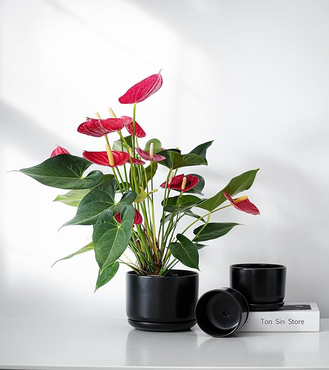 Ton Sin Plant Pots, 4.1+5.1+6.5 inch, Set of 3, Ceramic Planters with Drainage Hole and Saucer, Indoor Flower Pot Gifts for Mom(Matte Black)