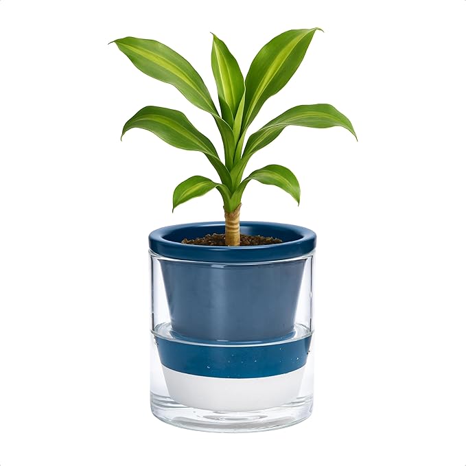 D'vine Dev 4 Inch Design Self Watering Planter for Indoor Plants, Blue Terracotta Pot with Cylinder Glass Cup, 37-X-A-4