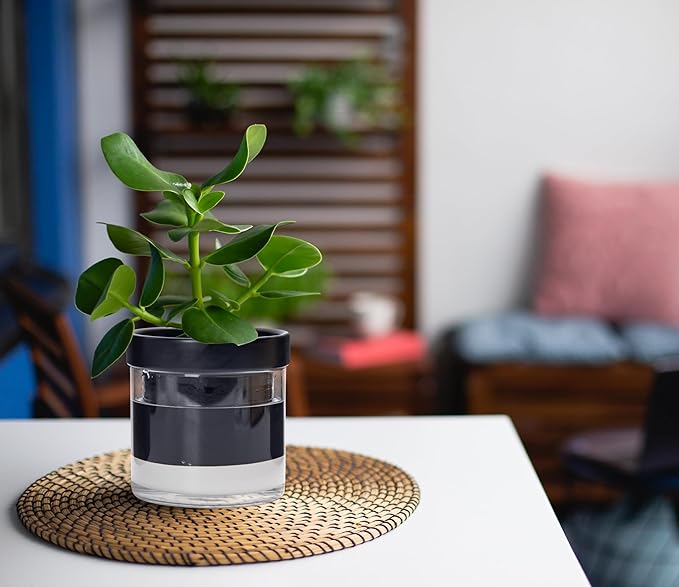 Phoenix Vine 4 Inch Self Watering Planter Pot, Black Terracotta Clay Pot with Glass Reservoir for Indoor Plants, Herbs, Flowers, Set of 2, 52-C-E-2