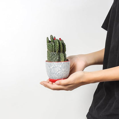 Selamica Ceramic Succulent Pots with Drainage Holes, Small Flower Pots 3.5 Inch Plant Pots for Indoor Plants with Saucers, Cactus Succulent, Home Decor, Set of 4, Assorted Colors