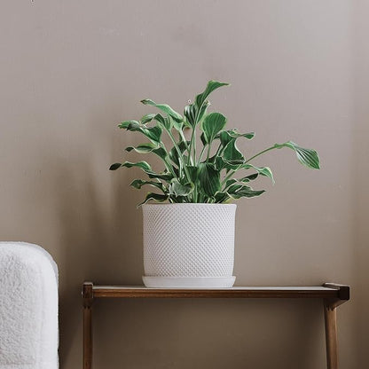 8 Inch Plant Pot: Ceramic Planter with Drainage Hole & Saucer Indoor Outdoor Plants - Flowerpot with Bonded Tray for Home Office - Beaded Embossed Style, Cream White