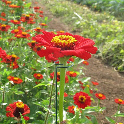 HiGift 20 Pack 24 Inch Plant Support Stakes, Single Stem Flower Support Stakes and Rings for The Garden, Metal Garden Stakes for Tall Plant Vegetables Amaryllis Orchid Lily Sunflower Rose Narcissus