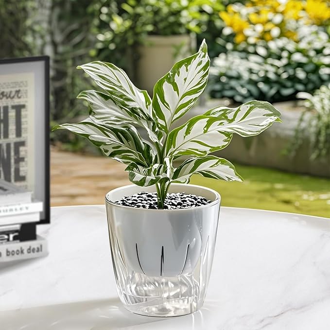 Self Watering Planters - 2 Pack, 6 Inch Transparent Flower Pots for Indoor Plants, Perfect for African Violet, Monstera, Succulents, Herbs & Decorative Flowers