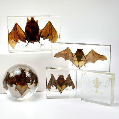 Real Bat Specimens, Resin Animal Skulls, Quirks, Biology, for Animal Specimen Enthusiasts, Science Classroom Education (Bat 5.6x2.6x0.8 Inch)