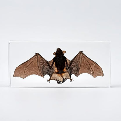 Real Bat Specimens, Resin Animal Skulls, Quirks, Biology, for Animal Specimen Enthusiasts, Science Classroom Education (Bat 5.6x2.6x0.8 Inch)