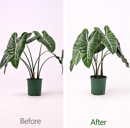 5PCS Monstera Plant Support Hook White 4.1 * 4.1 Inch – Set of 5 Durable Metal Stem Stabilizer Clips & Soft Grip Leaf Holders for Healthy Growth of Monstera & Fishbone Cactus
