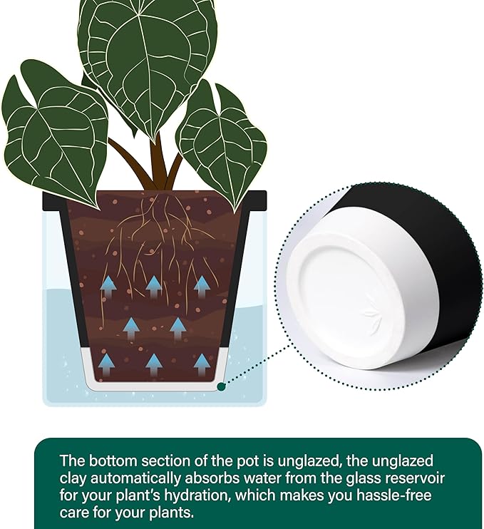D'vine Dev 6 Inch Design Self Watering Planter for Indoor Plants, Black Terracotta Pot with Cylinder Glass Cup, Set of 2, 37-Y-B-3