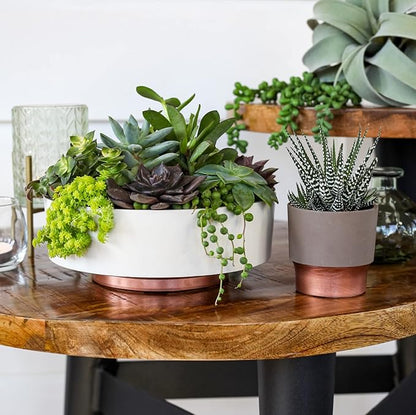 The HC Companies 6 Inch Round Plastic Succulent Capri Bowl 6"x6"x2.25" in Faux Concrete Color