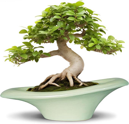 Ceramic Bonsai Pots - Large Succulent Planter 18 Inch Plant Pot Indoor Succulent Pot with Drainage Hole Outdoor Planter Bonsai Tree Pot for House Home Garden Decor Green