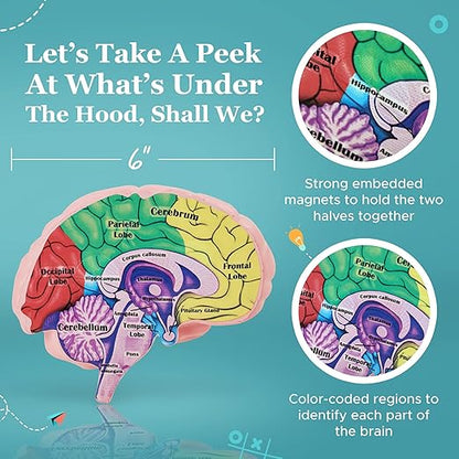 Cross Section Foam Brain Model | Free Stand, Answer Sheet & Digital Worksheet | Educational Tool Learning & Teaching Human Anatomical Function, Psychology, Biology or Science | 2 Labeled Half Pieces
