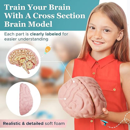 Cross Section Foam Brain Model | Free Stand, Answer Sheet & Digital Worksheet | Educational Tool Learning & Teaching Human Anatomical Function, Psychology, Biology or Science | 2 Labeled Half Pieces